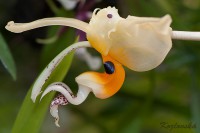 /album/orchideje/dsc6397-stanhopea-embreei-jpg/